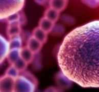 Hücre Biyolojisi Araştırma Ürünleri